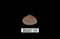 藏品(抱蛤)的圖片